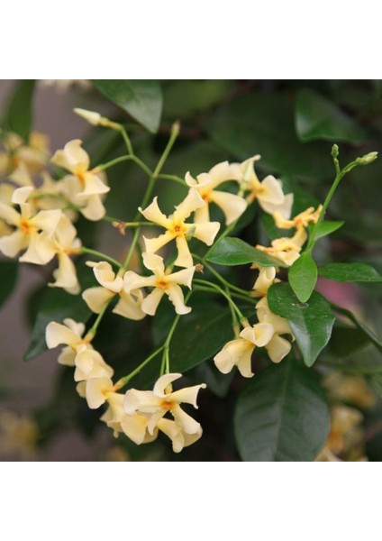 Sarı Çiçekli Sarmaşık Yasemin "star Of Toscane" 1-2 Yaş Arası Tüplü fiyatları