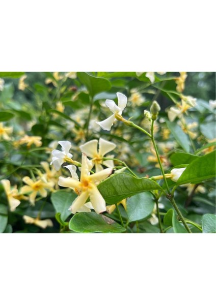 Sarı Çiçekli Sarmaşık Yasemin "star Of Toscane" 1-2 Yaş Arası Tüplü modelleri