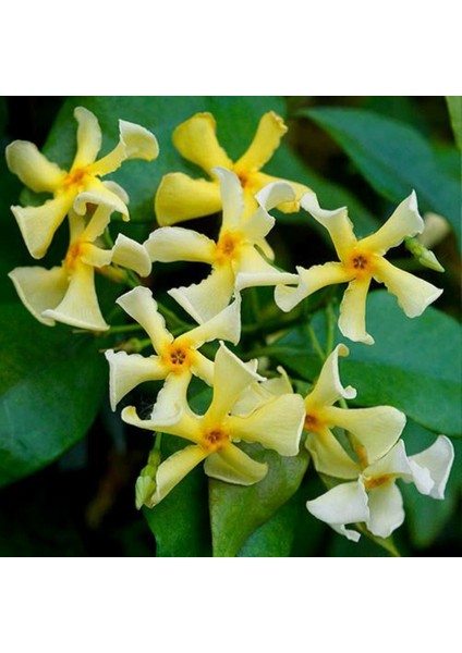 Sarı Çiçekli Sarmaşık Yasemin "star Of Toscane" 1-2 Yaş Arası Tüplü fırsatları