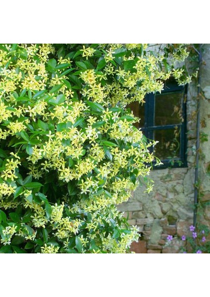 Sarı Çiçekli Sarmaşık Yasemin "star Of Toscane" 1-2 Yaş Arası Tüplü indirimleri