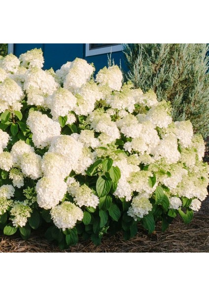 Beyaz Çiçekli Paniculata Ortanca Fidanı 1-2 Yaş Arası Saksılı