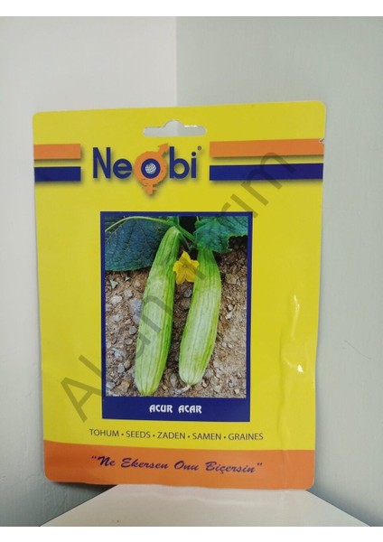 Acur Acar Tohum