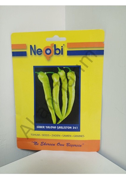 Biber Yalova Çarliston 341 Tohumu