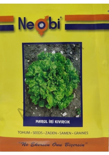 Marul Iri Kıvırcık Tohumu