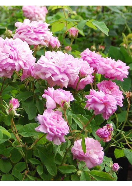 Dikensiz Isparta Gülü Orjinal Reçellik Yenilebilir Fidan 1-2 Yaş Arası Saksılı