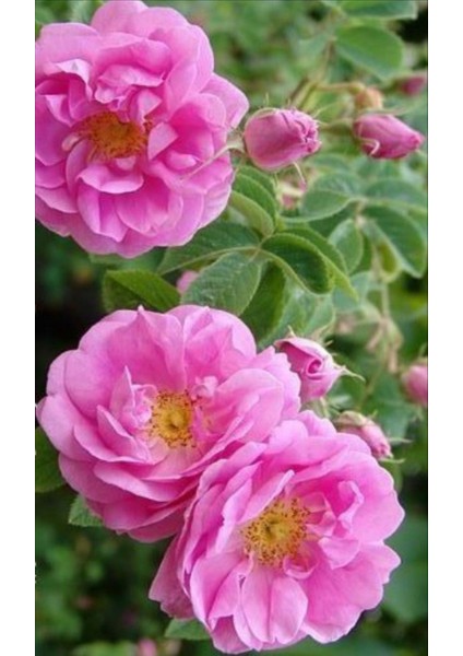 Dikensiz Isparta Gülü Orjinal Reçellik Yenilebilir Fidan 1-2 Yaş Arası Saksılı fiyatları