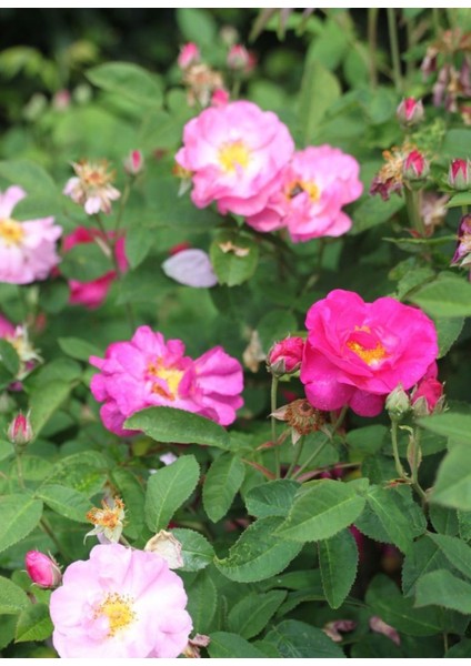 Dikensiz Isparta Gülü Orjinal Reçellik Yenilebilir Fidan 1-2 Yaş Arası Saksılı modelleri