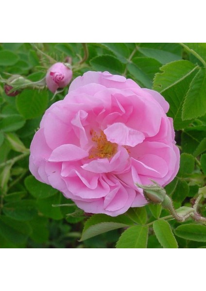 Dikensiz Isparta Gülü Orjinal Reçellik Yenilebilir Fidan 1-2 Yaş Arası Saksılı fırsatları