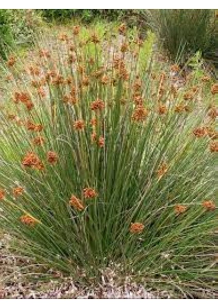 Juncus Acutus Keskin Uçlu Saz Fidanı 1-2 Yaş Arası Saksılı