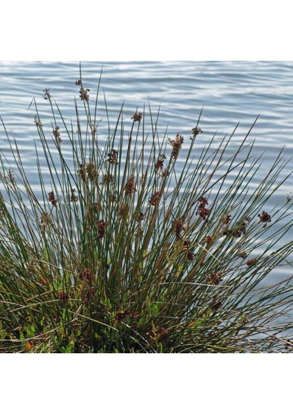 Juncus Acutus Keskin Uçlu Saz Fidanı 1-2 Yaş Arası Saksılı fiyatları