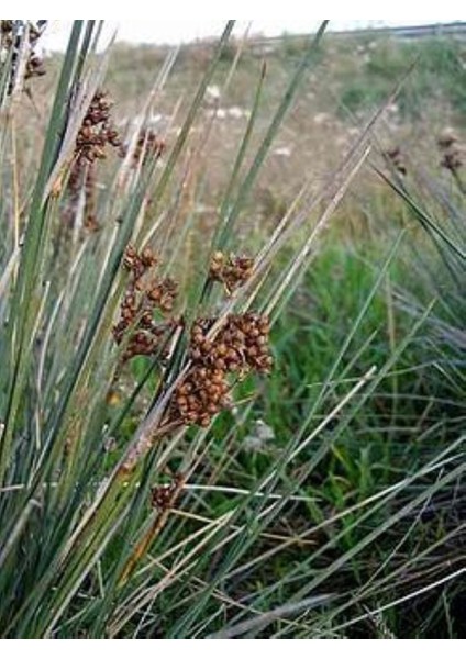 Juncus Acutus Keskin Uçlu Saz Fidanı 1-2 Yaş Arası Saksılı modelleri