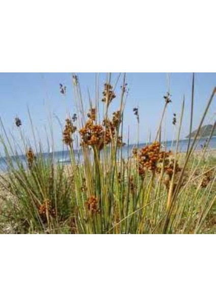 Juncus Acutus Keskin Uçlu Saz Fidanı 1-2 Yaş Arası Saksılı indirimleri