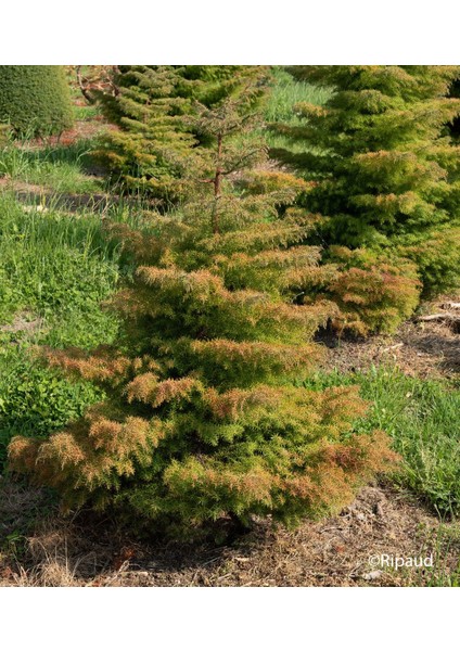 Cryptomeria Japonica Elegans Kadife Çam Fidanı 40-60 cm Arası