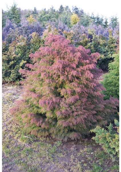 Cryptomeria Japonica Elegans Kadife Çam Fidanı 40-60 cm Arası fiyatları