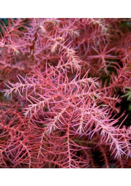 Cryptomeria Japonica Elegans Kadife Çam Fidanı 40-60 cm Arası modelleri
