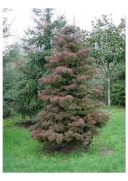Cryptomeria Japonica Elegans Kadife Çam Fidanı 40-60 cm Arası fırsatları