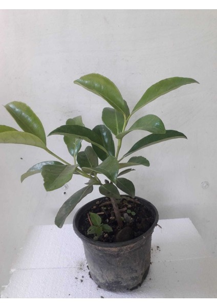 Kartopu Çiçeği _ Lucidum Çiçeği Fidanı 30-60 cm