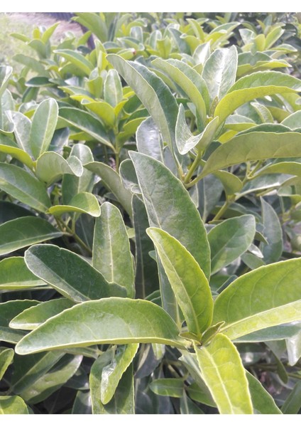 Kartopu Çiçeği _ Lucidum Çiçeği Fidanı 30-60 cm fiyatları