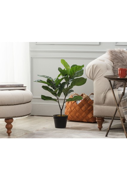 Tilleul Saksılı Bitki