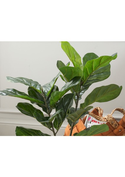 Tilleul Saksılı Bitki fiyatları