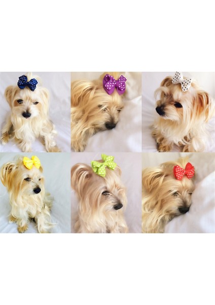 Köpek Tokası Dınner Serisi Kırmızı modelleri