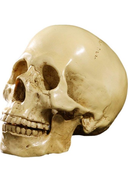 Model 1: 1 Reçine Insan Kafatası Anatomik Öğretim Dekorasyon Sarı (Yurt Dışından)
