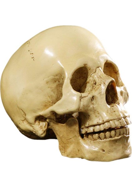 Model 1: 1 Reçine Insan Kafatası Anatomik Öğretim Dekorasyon Sarı (Yurt Dışından) modelleri