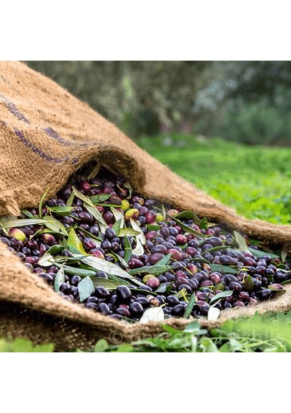 Özel Kuru Sele Zeytin 1 kg