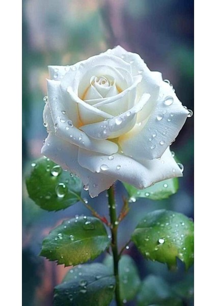 Beyaz Gül Canvas Tablo Ev Salon Duvar Dekarasyon Kanvas Ölçü Seçmeyi Unutmayınız :) fiyatları