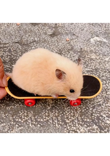 Hamster ve Kaplumbağa Için Mini Kaykay fırsatları