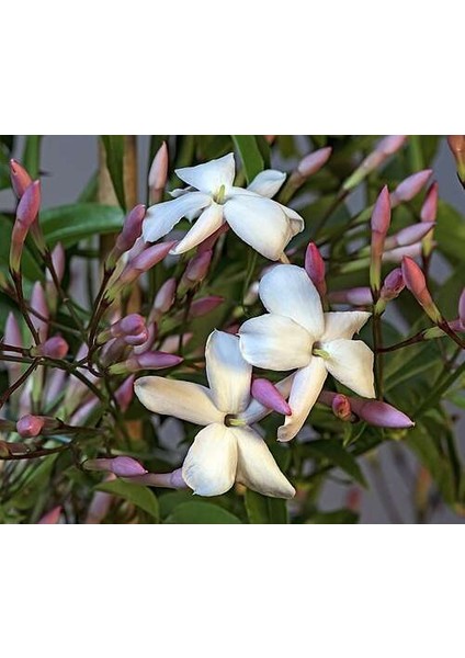 Jasminum Polyanthum - Hoş Kokulu ve Gösterişli Çiçekli Bitki (Şam Yasemini Değil)