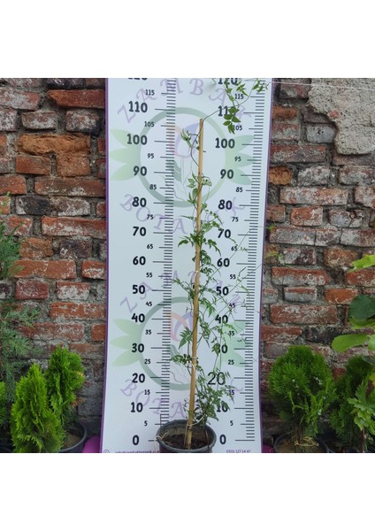 Jasminum Polyanthum - Hoş Kokulu ve Gösterişli Çiçekli Bitki (Şam Yasemini Değil) fiyatları