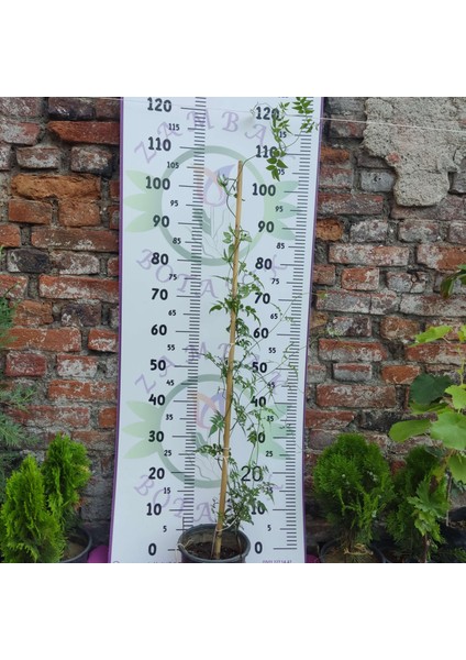 Jasminum Polyanthum - Hoş Kokulu ve Gösterişli Çiçekli Bitki (Şam Yasemini Değil) modelleri