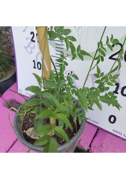 Jasminum Polyanthum - Hoş Kokulu ve Gösterişli Çiçekli Bitki (Şam Yasemini Değil) fırsatları