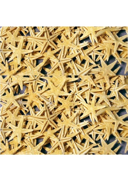 Doğal Deniz Yıldızı, 1-1.5 Cm, 10'lu Paket, Güzel Deniz Teması Aksesuarı