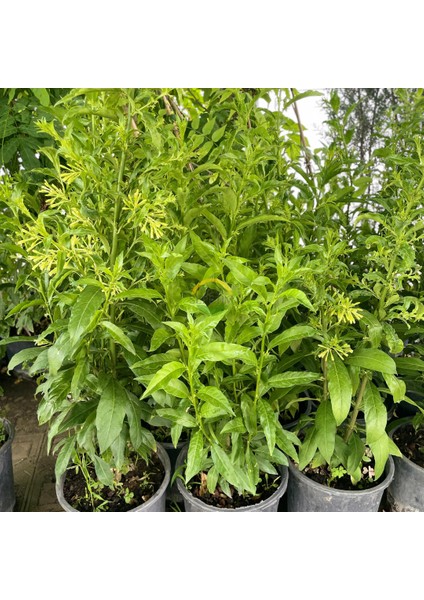 3 Yaş Melisa Fidanı - Gece Kokulu Parfüm Çiçeği 'cestrum Nocturnu