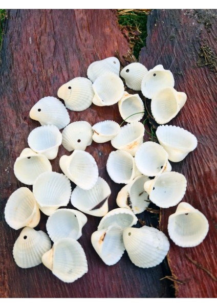 Beyaz Delikli Gerçek Deniz Kabuğu, Doğal ve Şık Dekoratif Aksesuar, 40 cm