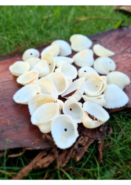 Beyaz Delikli Gerçek Deniz Kabuğu, Doğal ve Şık Dekoratif Aksesuar, 40 cm fiyatları