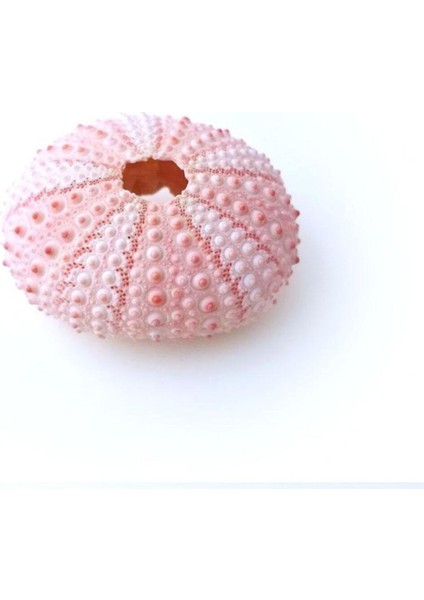 Pembe Deniz Kestanesi Süsler, Doğal ve Şık Dekorasyon Için Mükemmel Seçim