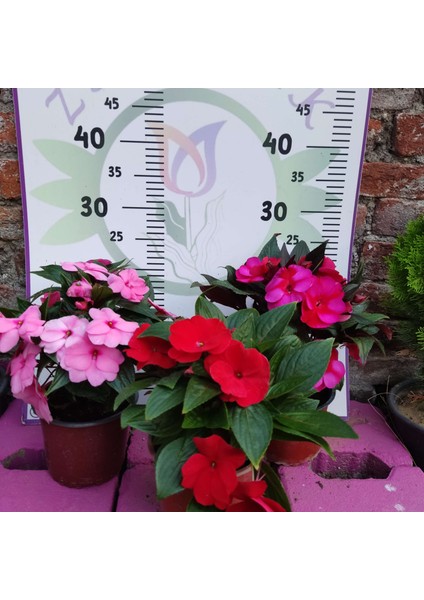 3 Adet Yenigene (Impatiens Hawkeri - New Guinea Impatiens) - Canlı ve Renkli Yarı Gölgeli Çiçek