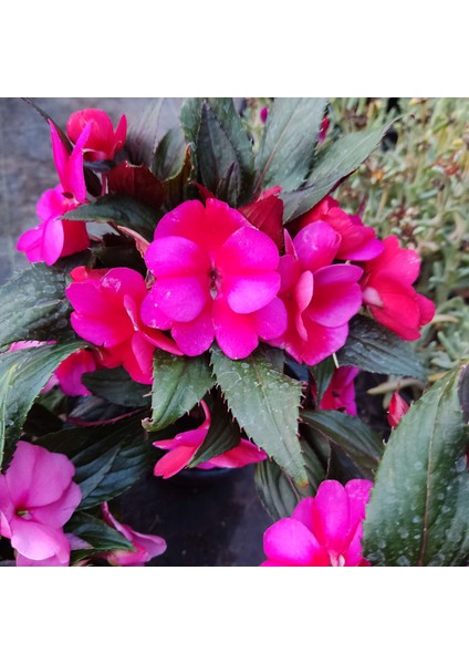 3 Adet Yenigene (Impatiens Hawkeri - New Guinea Impatiens) - Canlı ve Renkli Yarı Gölgeli Çiçek fiyatları