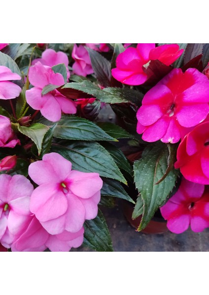 3 Adet Yenigene (Impatiens Hawkeri - New Guinea Impatiens) - Canlı ve Renkli Yarı Gölgeli Çiçek modelleri