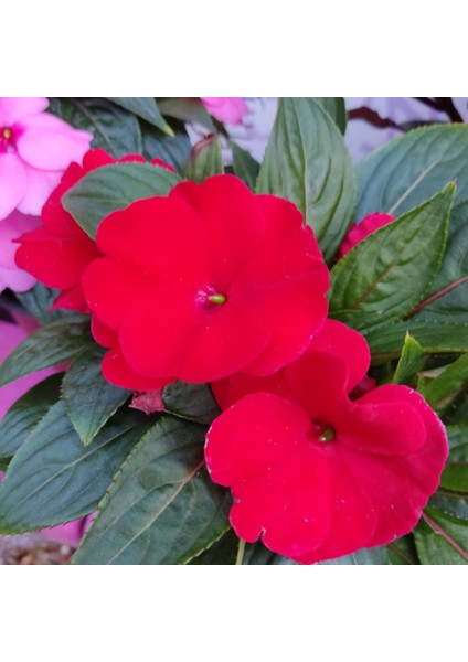 3 Adet Yenigene (Impatiens Hawkeri - New Guinea Impatiens) - Canlı ve Renkli Yarı Gölgeli Çiçek indirimleri