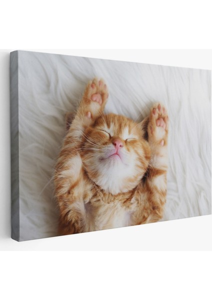 Kedi Yavrusu, Hayvan Temalı Dekoratif Kanvas Tablo, Duvar Dekoru 1125