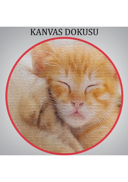Uyuyan Yavru Kedi Ile Golden Köpek, Hayvan Temalı Dekoratif Kanvas Tablo, Duvar Dekoru 1176