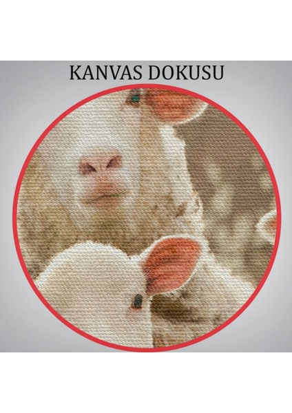 Koyun Kuzu, Hayvan Temalı Dekoratif Kanvas Tablo, Duvar Dekoru 1119