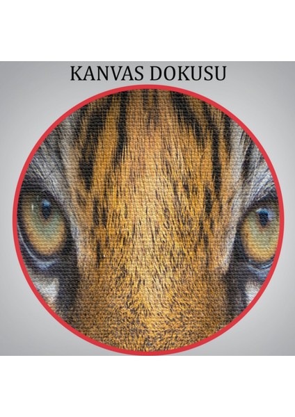 Kaplan Gözleri, Hayvan Temalı Dekoratif Kanvas Tablo, Duvar Dekoru 1161