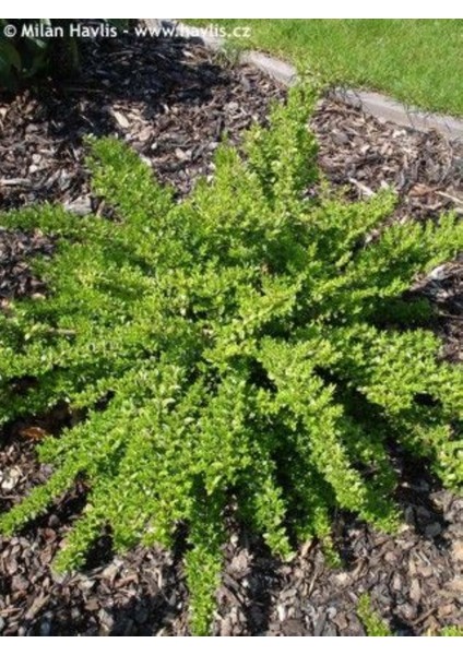 Bodur Hanımeli [lonicera Nitida] Fidanı Bodur Çit Bitkisi 1-2 Yaş Arası Saksılı