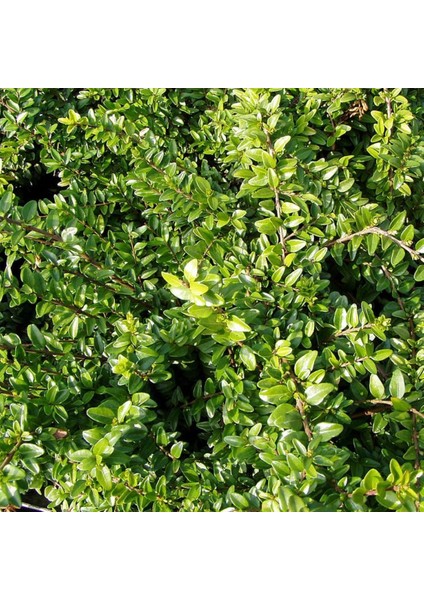 Bodur Hanımeli [lonicera Nitida] Fidanı Bodur Çit Bitkisi 1-2 Yaş Arası Saksılı fiyatları