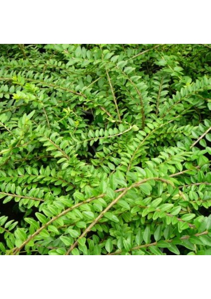 Bodur Hanımeli [lonicera Nitida] Fidanı Bodur Çit Bitkisi 1-2 Yaş Arası Saksılı modelleri